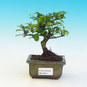 Pokojová bonsai-Podocarpus- kamenný tis PB215912