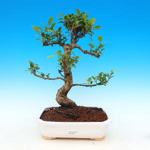 Pokojová bonsai-Podocarpus- kamenný tis PB215913
