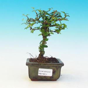 Pokojová bonsai-Podocarpus- kamenný tis PB215914