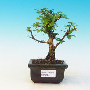 Pokojová bonsai-Podocarpus- kamenný tis PB215915
