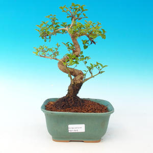 Pokojová bonsai - pouštní růže PB213916