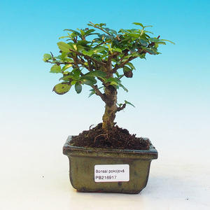 Pokojová bonsai - pouštní růže PB213917