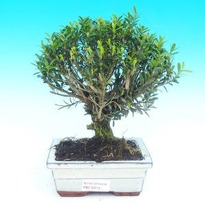 Pokojová bonsai - pouštní růže PB213918
