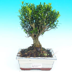 Pokojová bonsai korkový buxus PB215919