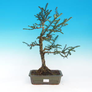 Venkovní bonsa - Malolistý tis - Taxus bacata Adpresa