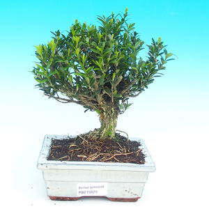Pokojová bonsai korkový buxus PB215920