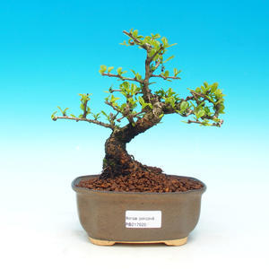 Pokojová bonsai - Duranta PB213920