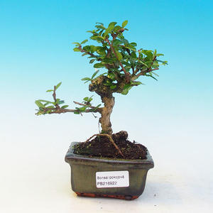 Pokojová bonsai - Barbadoská třešeň PB213922