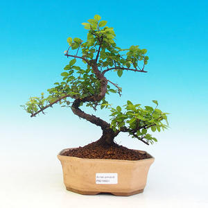 Pokojová bonsai - korkový buxus PB213924