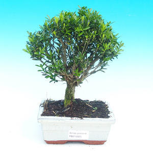 Pokojová bonsai korkový buxus PB215925