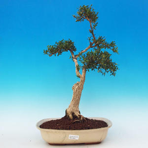 Pokojová bonsai - korkový buxus PB213926