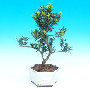 Pokojová bonsai-Podocarpus- kamenný tis PB215927