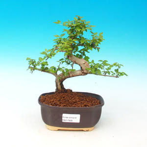 Pokojová bonsai-Podocarpus- kamenný tis PB215928