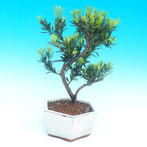 Pokojová bonsai-Podocarpus- kamenný tis PB215929