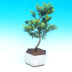 Pokojová bonsai-Podocarpus- kamenný tis PB215931