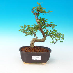 Pokojová bonsai-Podocarpus- kamenný tis PB215932