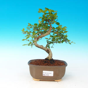 Pokojová bonsai-Podocarpus- kamenný tis PB215933