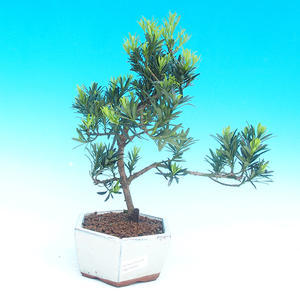 Pokojová bonsai-Podocarpus- kamenný tis PB215934