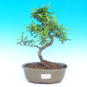 Pokojová bonsai -Pepřovník PB215940