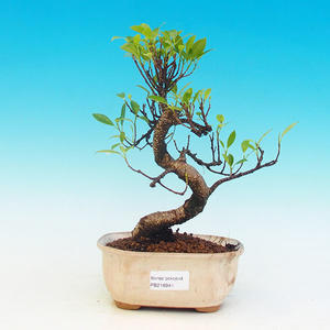 Pokojová bonsai -Pepřovník PB215941
