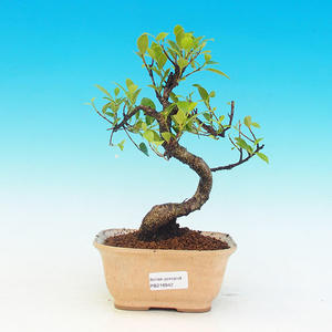 Pokojová bonsai -Pepřovník PB215942