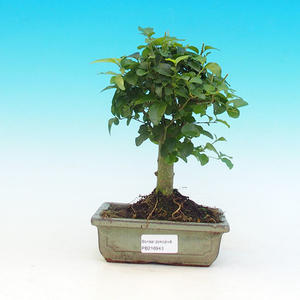 Pokojová bonsai -Pepřovník PB215943