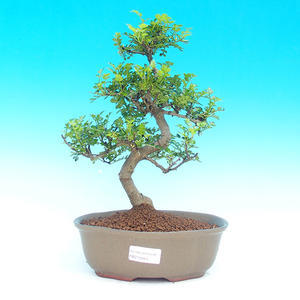 Pokojová bonsai -Pepřovník PB215944