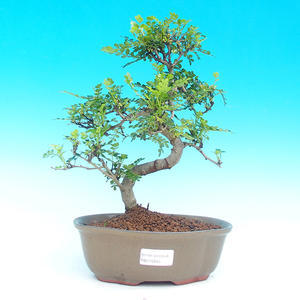 Pokojová bonsai -Pepřovník PB215945