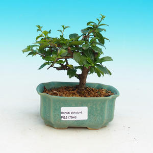 Pokojová bonsai -Pepřovník PB215946