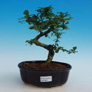 Pokojová bonsai -Pepřovník PB215947