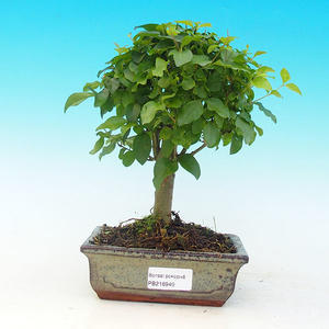 Pokojová bonsai - Carmona macrophylla PB215949