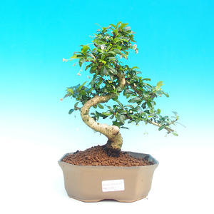Pokojová bonsai - Carmona macrophylla PB215951