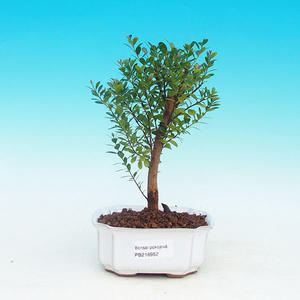 Pokojová bonsai -Malolistý jilm - P215952