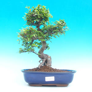 Pokojová bonsai -Malolistý jilm - P215953