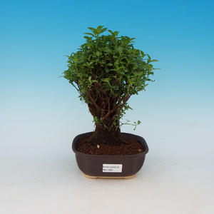 Pokojová bonsai - Serissa specioza - Strom tisíce hvězd