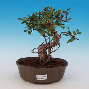 Pokojová bonsai - malolistý fíkus