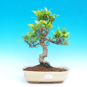 Pokojová bonsai - malolistý fíkus PB215960
