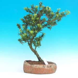 Pokojová bonsai-Podocarpus- kamenný tis PB215961
