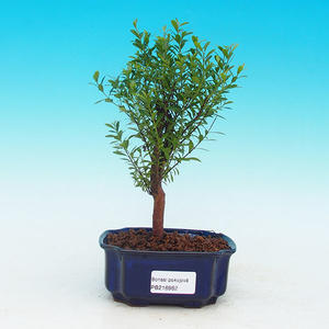 Pokojová bonsai-Podocarpus- kamenný tis PB215962
