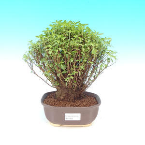 Pokojová bonsai - Serissa specioza - Strom tisíce hvězd
