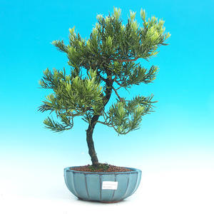 Pokojová bonsai-Podocarpus- kamenný tis PB215964