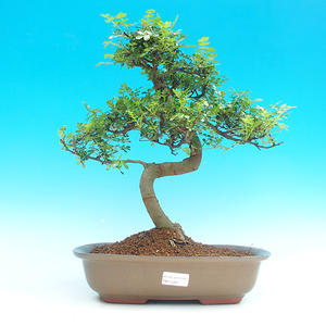 Pokojová bonsai -Pepřovník PB215965