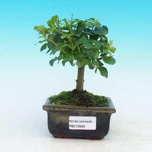 Pokojová bonsai -Pepřovník PB215966