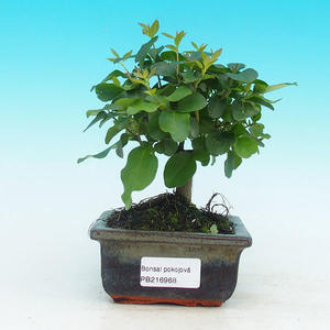 Pokojová bonsai - Carmona macrophylla PB215968