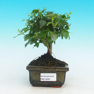 Pokojová bonsai - Carmona macrophylla PB215969