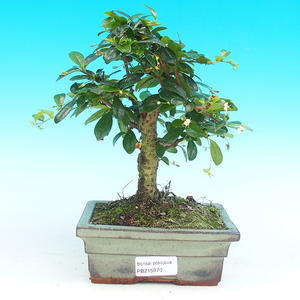 Pokojová bonsai - Carmona macrophylla PB215970