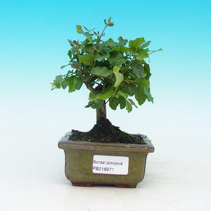 Pokojová bonsai - Carmona macrophylla PB215971