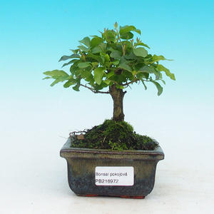 Pokojová bonsai - Carmona macrophylla PB215972