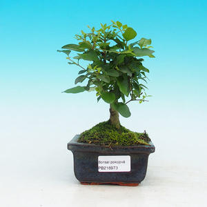 Pokojová bonsai - Carmona macrophylla PB215973