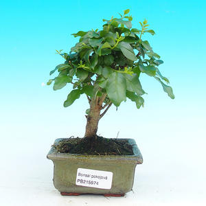 Pokojová bonsai - Ptačí zob PB215974